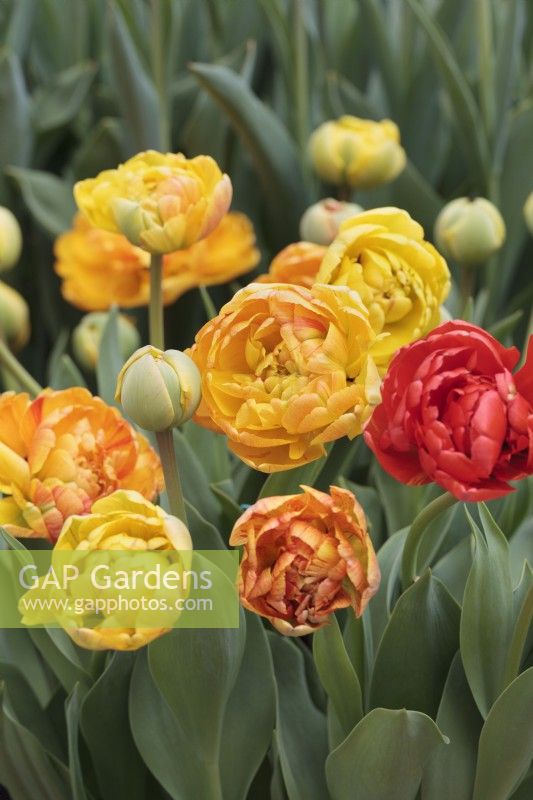 Tulipa 'Sunlover' - May