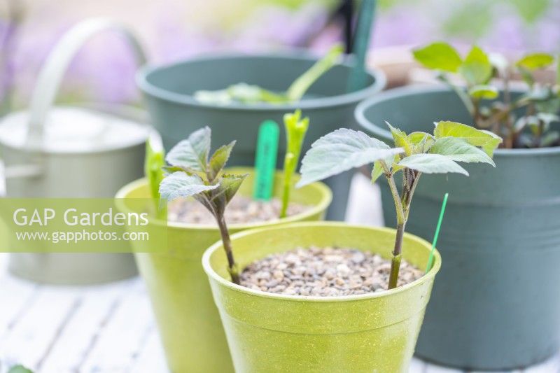 Dahlia cuttings planted in pots