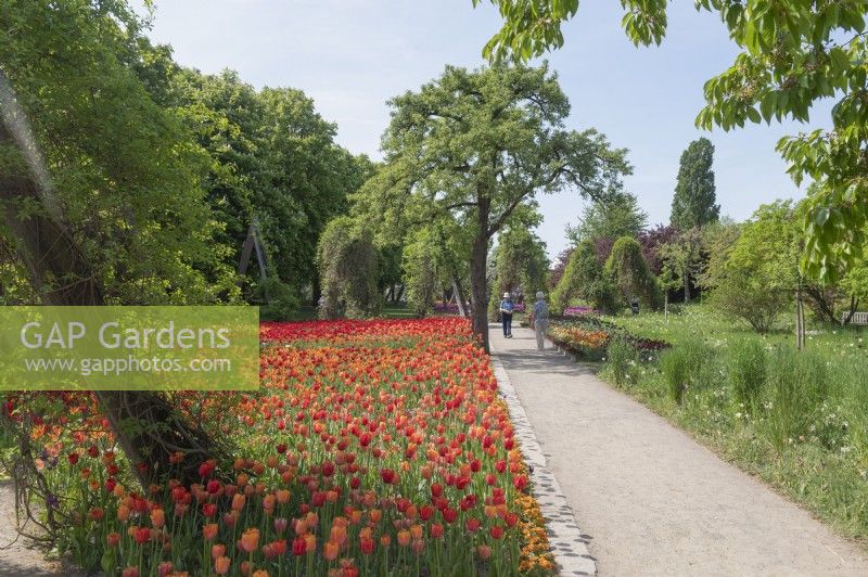 Berlin Germany 
Britzer Garten Landscape gardens. Constructed for the Bundesgartenschau 1985. 
Tulip gardens. 