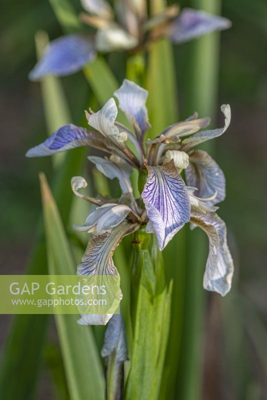 Iris foetidissima flowering in Summer - June