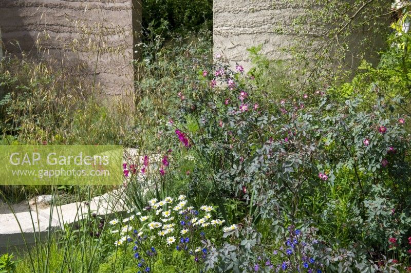 Border filled with Rosa glauca, Stipa gigantea and Gladiolus byzantina - The Mind Garden, RHS Chelsea Flower Show 2022 - Gold Medal