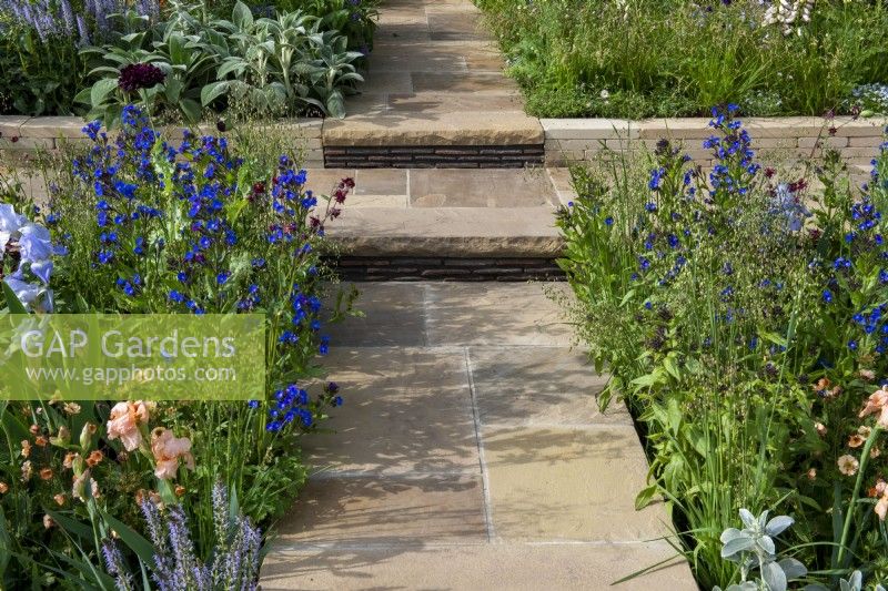 Yorkstone paved path with handmade clay tile risers, leads through planting of Anchusa  'Loddon Royalist', Iris 'Jane Philips' and Iris 'Party Dress'  - Morris  and  Co, RHS Chelsea Flower Show 2022 - Gold Medal