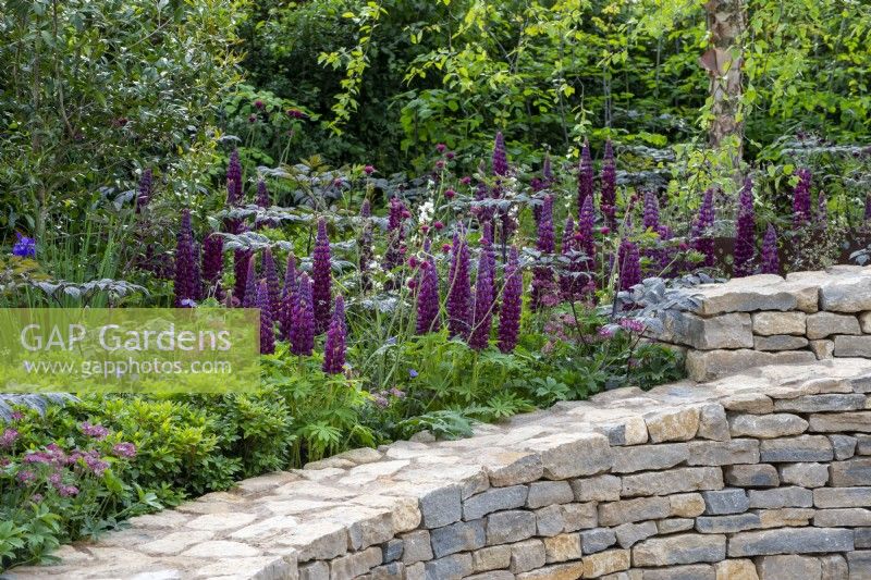 Lupinus 'Masterpiece' in a border with Astrantia, Cirsium rivulare 'Atropurpurea' and Actea, surrounded by a dry stone wall -  The RAF Benevolent Fund Garden, RHS Chelsea Flower Show 2022 - Silver Medal