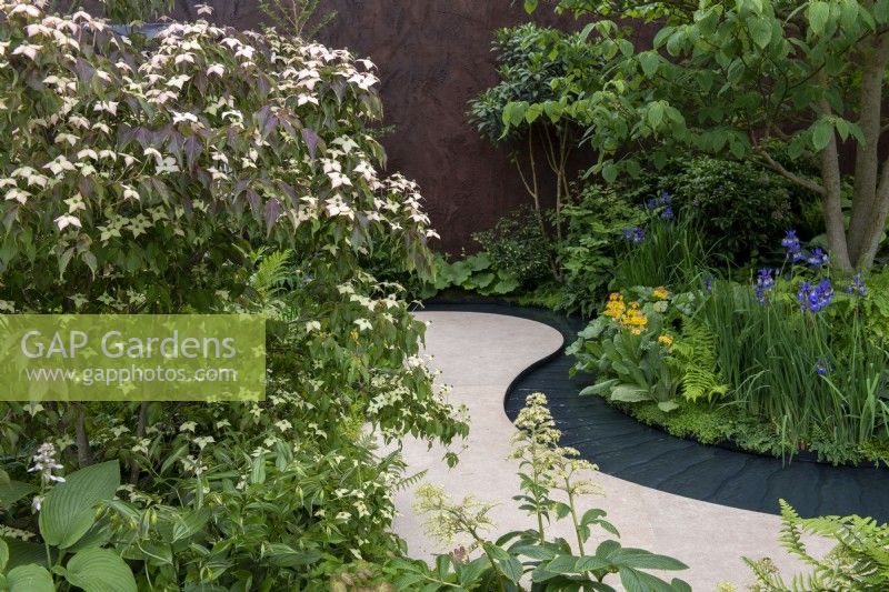 Cornus kousa 'Cappuccino' next to a winding path and water rill, Iris sibirica and Primula - The Boodles Travel Garden, RHS Chelsea Flower Show 2022 - Gold Medal