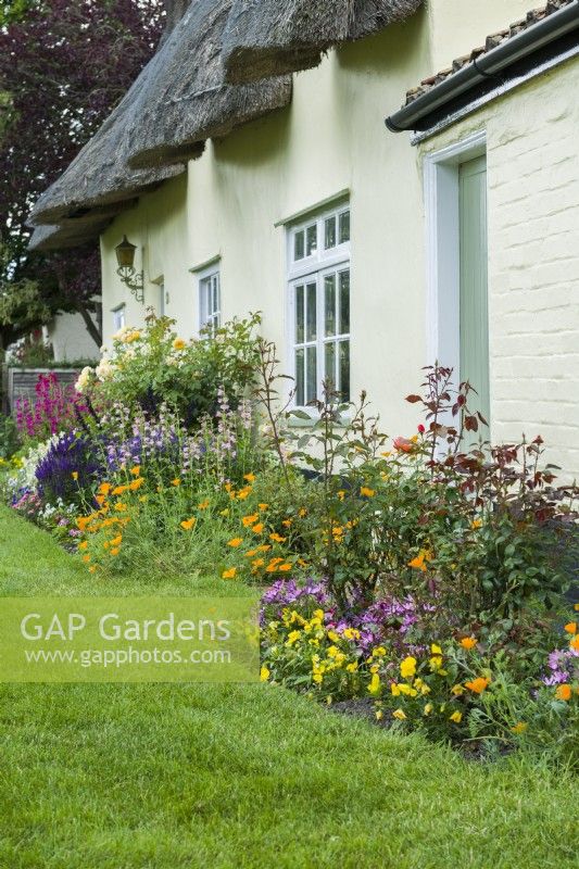 Mixed border in front of cottages. Violas, osteospermums, roses, Eschscholzia californica - California poppy, penstemons. June
