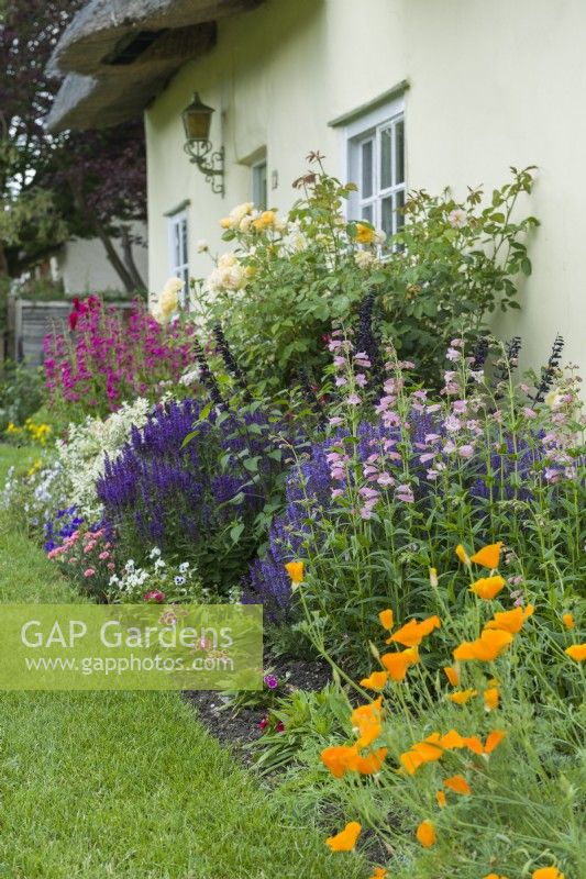 Colourful mixed border in front of thatched cottages. Eschscholzia californica - California poppy, penstemons, salvias, dianthus and roses. June