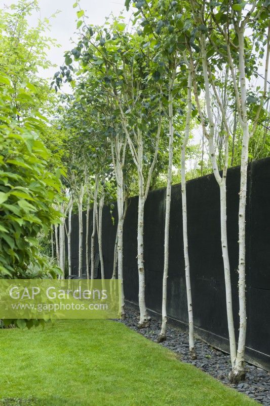 Line of white stemed birches, with lower branches removed, against a timber wall painted black. Narrow border between lawn and fence neatly topped with slate chippings.  June
