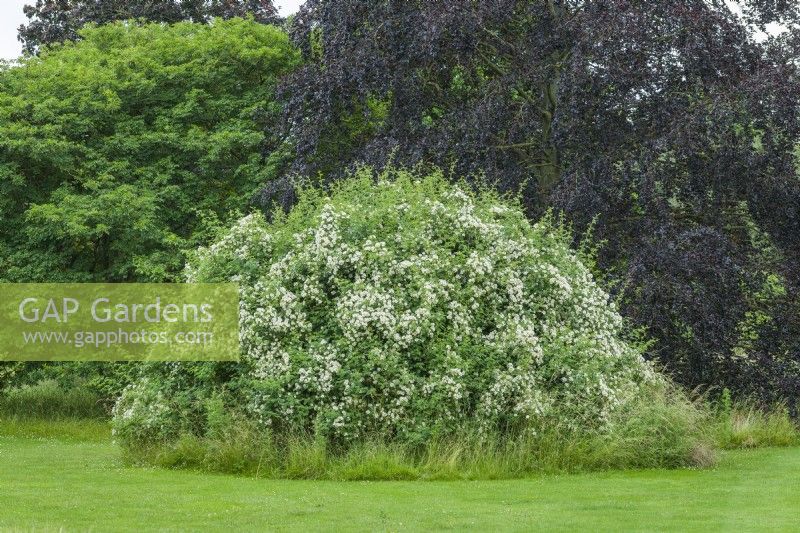 Rosa soulieana. Large shrub or rambler species rose forming a mound in lawn with purple beech in background. June