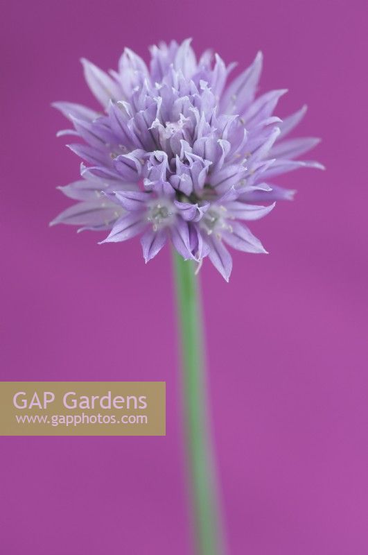 Allium schoenoprasum - Chive flower