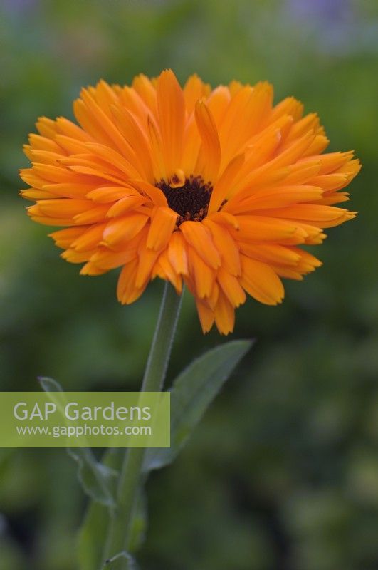 Calendula officinalis - Pot marigold