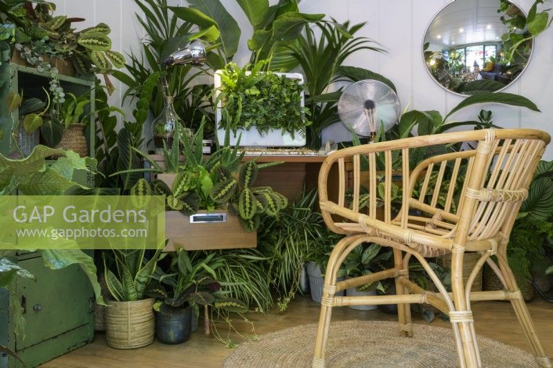 Easy to care for houseplants in home-office including Maranta and Sansevieria -The Grass is Greener Where You Water It Studio