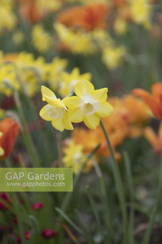Jonquilla-Narcissus 'Sweetness' daffodil