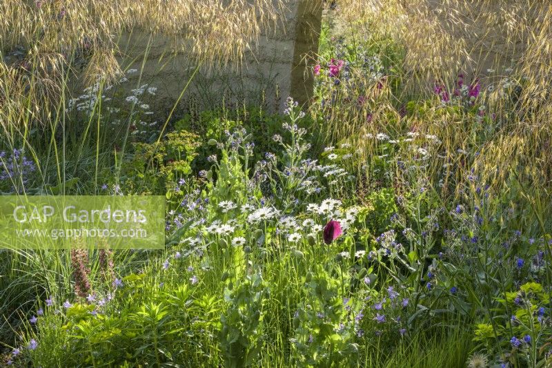 The planting of  Stipa gigantea, euphorbia, poppies, ox-eye daisies, centranthus and anchusa and Amsonia illustris in The Mind Garden 