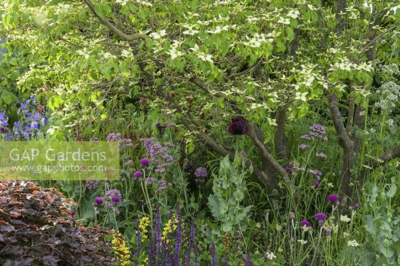 The Place2Be Securing Tomorrow Garden, with  planting around flowering  Cornus kousa tree with Baptisia x variicolor 'Twilite', Cirsium rivulare 'Atropurpureum', opium poppy and Salvia 