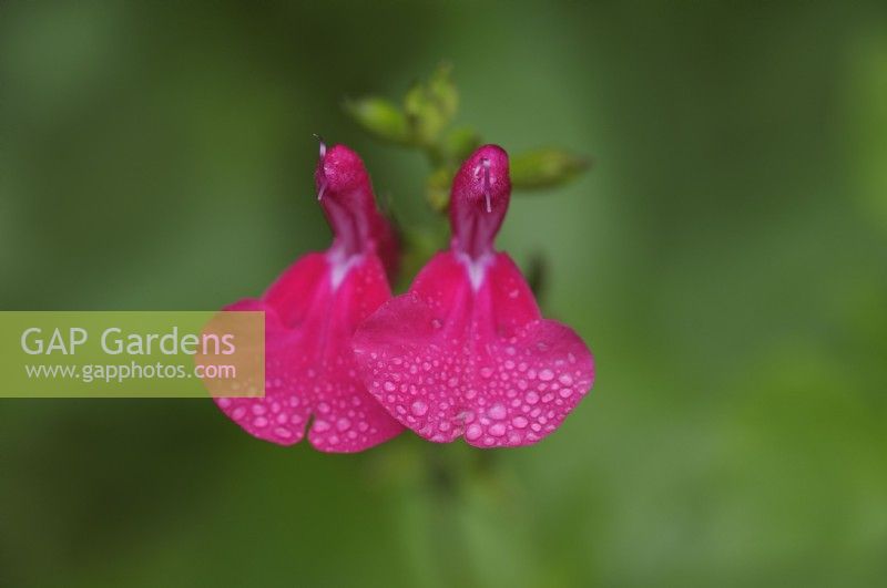 Salvia microphylla 'Grahamii' 