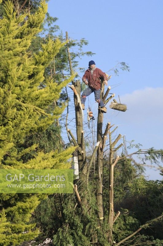 Man with chainsaw cutting down a mature conifer after storm damage