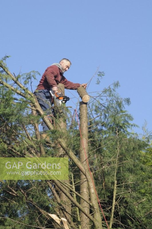 Man holding a segment of conifer tree after chainsaw work  