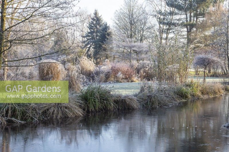 Ice forming on the pond in Foggy Bottom Garden, border of grasses beyond in frost - January 
