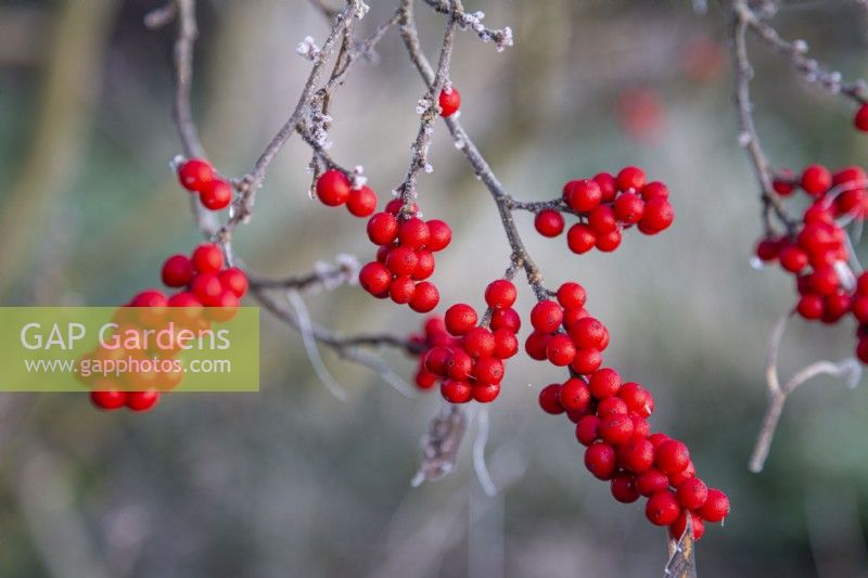 Ilex verticillata - winterberry - December