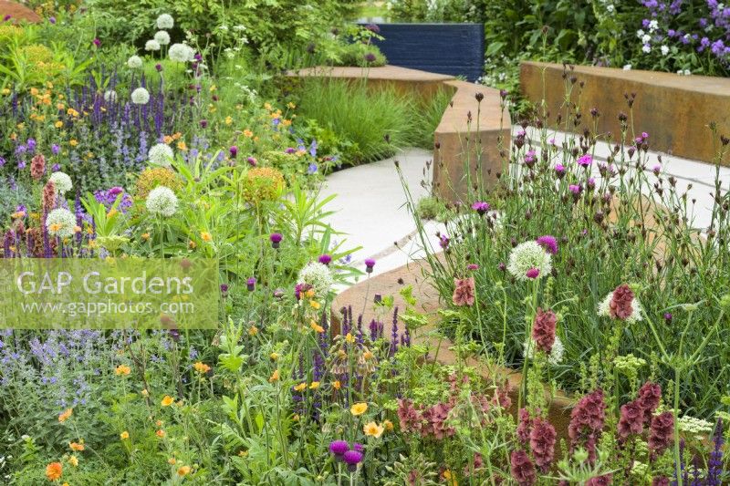 Planting of white Alliums, Geum 'Totally Tangerine, Verbascum 'Petra'' and Erysimum 'Bowles Mauve' in the BBC Studios Our Green Planet and RHS Bee Garden 