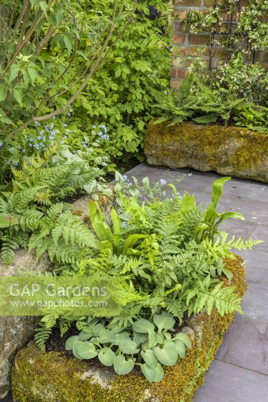 Old stone troughs covered by moss filled with damp-loving hostas, ferns and brunneras - The Enchanted Rain Garden