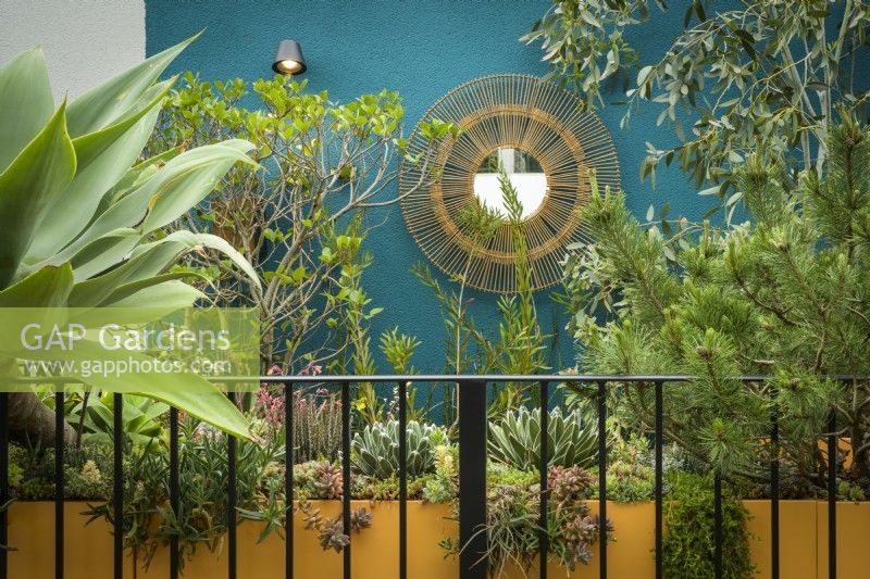 A balcony garden has large orange container planted with succulent plants, pine, eucalyptus and honey spurge against aqua blue wall and circular mirror looking like sun- The Blue Garden
