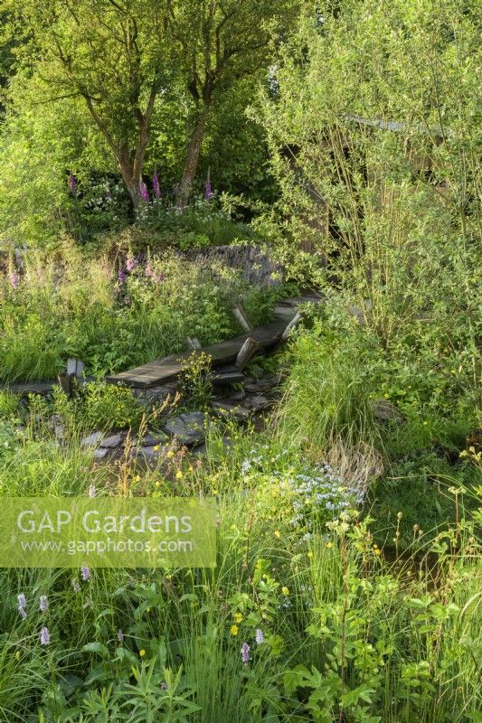 Natural wetland meadow with native plants such as Pericaria bistorta, Digitalis, Salix tree and grasses with wooden pathway along stream
- A rewilding Britain Landscape 