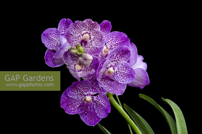 HM The Queen Queen's Platinum Jubilee Orchid V. Janet McDonald X 'Vanda' coerulae new hybrid cross against black background RHS Chelsea Flower Show 2022 