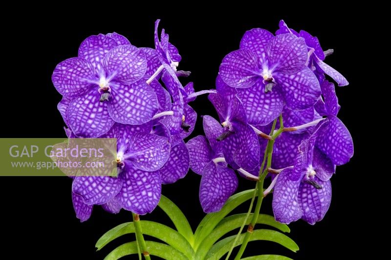 HM The Queen Queen's Platinum Jubilee Orchid V. Janet McDonald X 'Vanda' coerulae new hybrid cross against black background RHS Chelsea Flower Show 2022 
