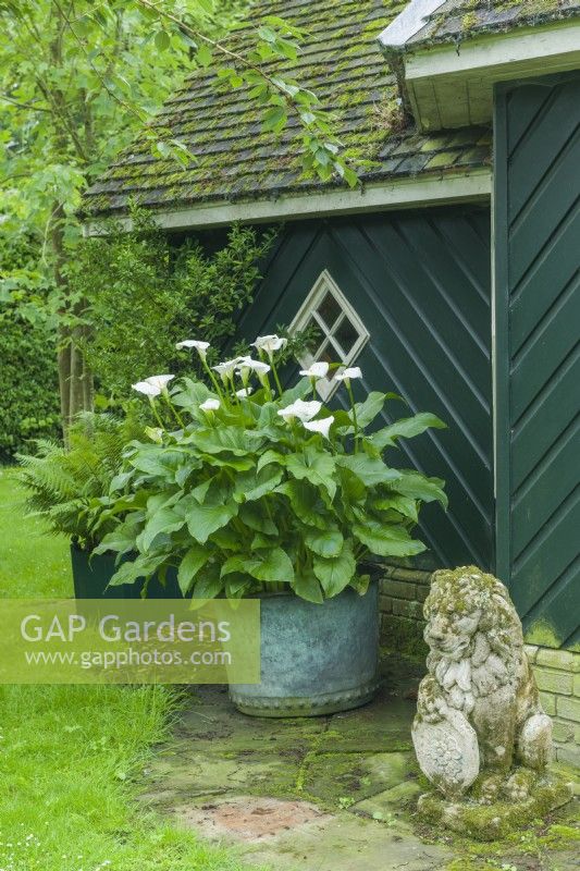 Zantedeschia aethiopica - arum lily, calla lily, growing in antique copper container in shade next to rustic summer house painted dark green with cedar shingles on roof. June