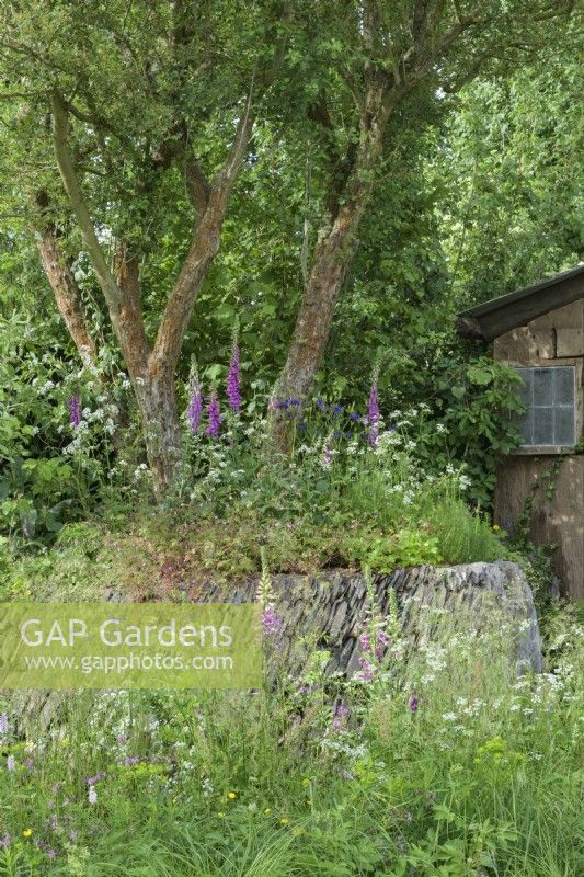 Multistem hawthorn tree with Digitalis above overgrown dry-stone wall next to a wooden hut - A rewilding Britain Landscape 