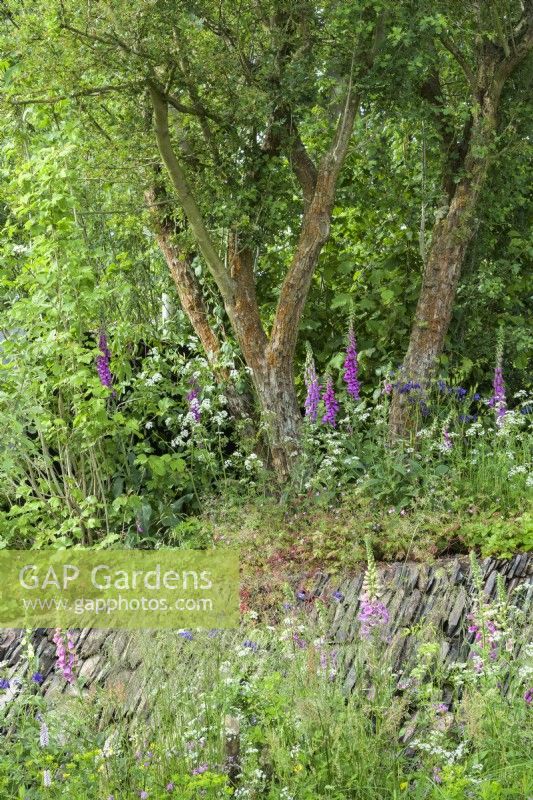 Multistem hawthorn tree with Digitalis above overgrown dry-stone wall next to a wooden hut - A rewilding Britain Landscape 