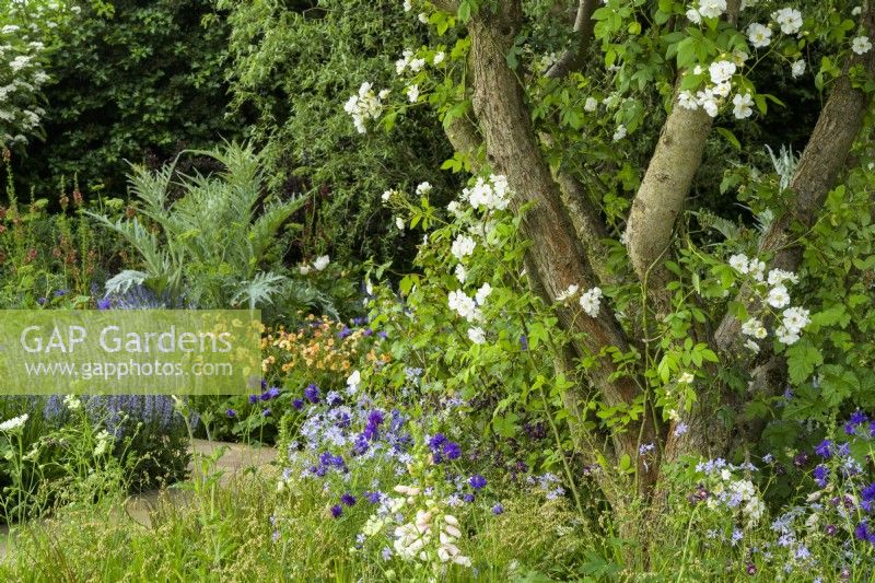 Morris and Co. Garden with white Rosa banksiae 'Alba Plena' climbing  up hawthorn tree surrounded by planting with perennials such as  Salvia nemorosa 'Crystal Blue'-  Morris and Co. Garden
