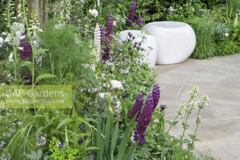 Two white stone seating cubes through green and white herbaceous planting  with Fennel, Rosa 'Desdemona' and Lupin 'Masterpiece' - - The Perennial Garden With Love - Richard Miers