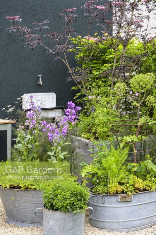 Repurposed 
metal containers  planted with Sambucus , herbs, purple honesty and borage against black wall  - Wild Kitchen Garden