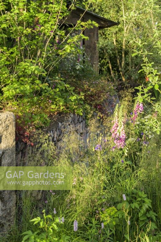 Digitalis with grasses next to  overgrown dry stone wall uphill with hut 
- A rewilding Britain Landscape 