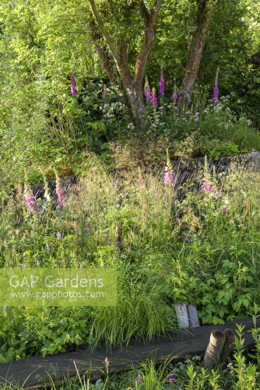 Digitalis with grasses and multistem tree around overgrown dry stone wall and wooden walkway - A rewilding Britain Landscape 