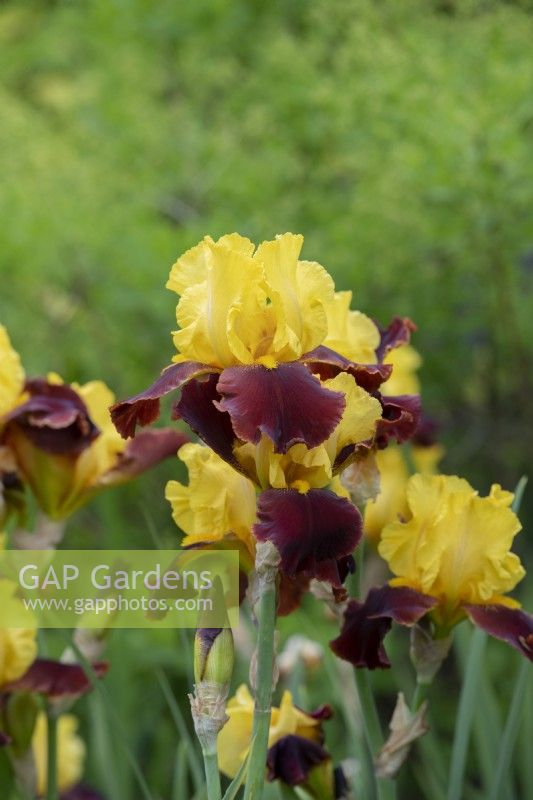 Tall Bearded iris 'Andalou'