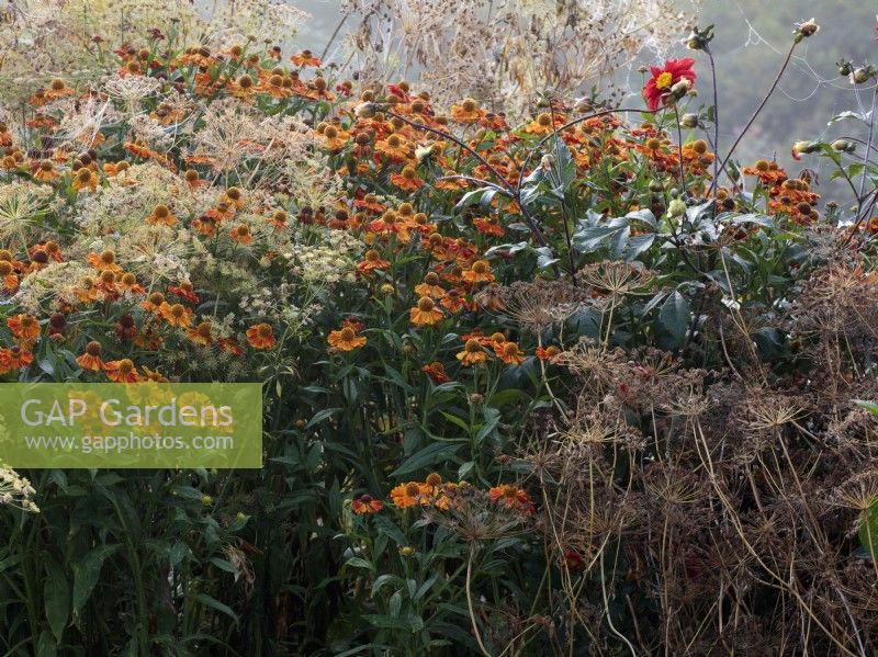 Flowers of Helenium 'Waltraut' and the seeded heads of the Bishop's flower, or Ammi majus in a border in Autumn.