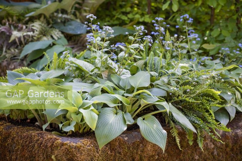 Stone trough planted with hostas, brunnera and ferns - The Enchanted Rain Garden, RHS Chelsea Flower Show 2022 - Silver Gilt Medal