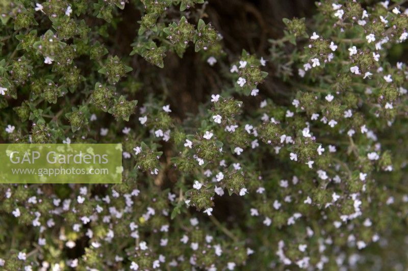Thymus thracicus, lavender-scented thyme 