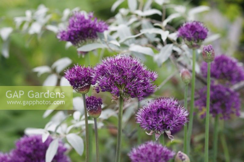 Allium 'Purple Sensation'
 