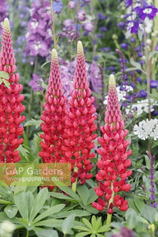 Lupinus 'Toweing Inferno' - Lupins