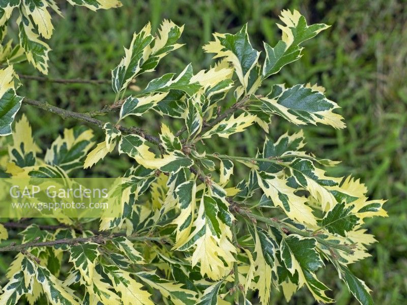 Quercus cerris 'Argenteovariegata' - Turkey oak  June Summer