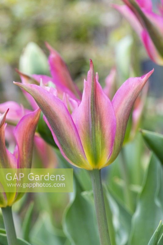 Tulipa 'Love Dance' - Lily Flowered Tulip
