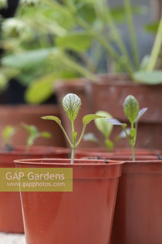 Brassica chinensis - Pak Choi seedlings in pots