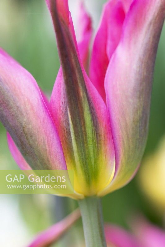 Tulipa 'Love Dance' - Lily Flowered Tulip