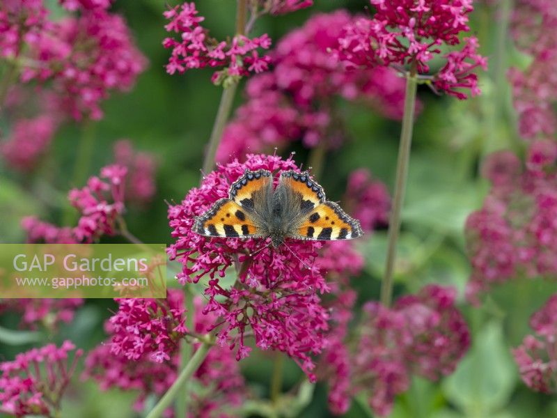 Aglais urticae  Small tortoiseshell butterfly on Red valerian  