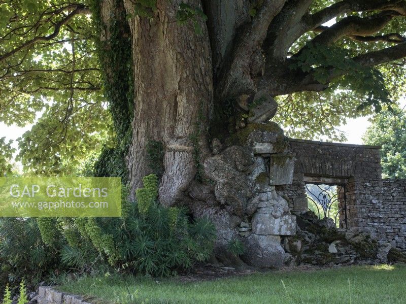 The bole of a large Acer pseudoplatanus, or Sycamore tree engulfs the ancient stone masonery of a garden wall.