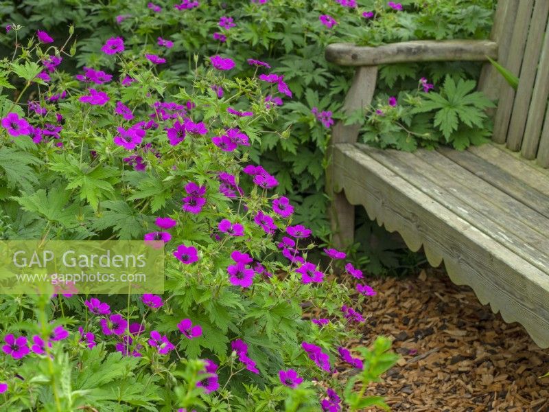 Geranium 'Patricia' and garden seat June Summer